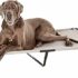 Simple Solution Smacchiatore per Cani e odori – Detergente Enzimatico con Potere pulente dei PRO-batteri – 4 Litri – B004HYU79O